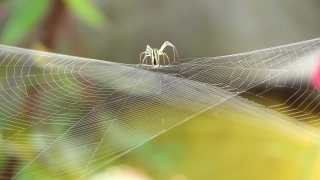 No Copyright Video, No Copyright Stock Footage, No Copyright Stock Video Clip