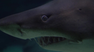 No Copyright Video, No Copyright Stock Footage, No Copyright Stock Video Clip