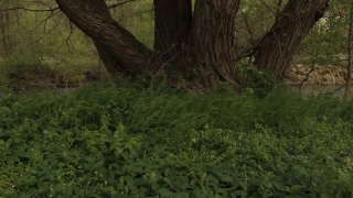 No Copyright Video, No Copyright Stock Footage, No Copyright Stock Video Clip