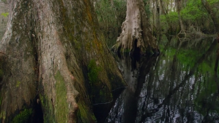 No Copyright Video, No Copyright Stock Footage, No Copyright Stock Video Clip