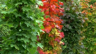 No Copyright Video, No Copyright Stock Footage, No Copyright Stock Video Clip