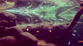 No Copyright Video, No Copyright Stock Footage, No Copyright Stock Video Clip