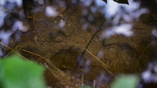 No Copyright Video, No Copyright Stock Footage, No Copyright Stock Video Clip