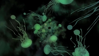 No Copyright Video, No Copyright Stock Footage, No Copyright Stock Video Clip