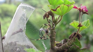 No Copyright Video, No Copyright Stock Footage, No Copyright Stock Video Clip