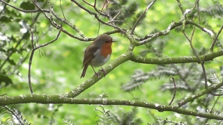 No Copyright Video, No Copyright Stock Footage, No Copyright Stock Video Clip