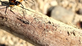 No Copyright Video, No Copyright Stock Footage, No Copyright Stock Video Clip