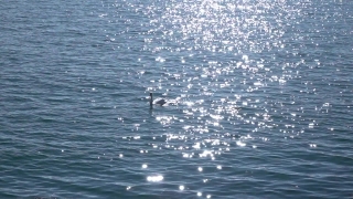 No Copyright Video, No Copyright Stock Footage, No Copyright Stock Video Clip