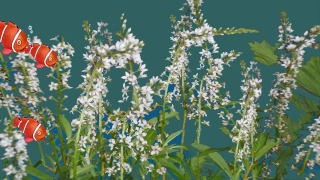 No Copyright Video, No Copyright Stock Footage, No Copyright Stock Video Clip