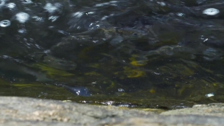 No Copyright Video, No Copyright Stock Footage, No Copyright Stock Video Clip