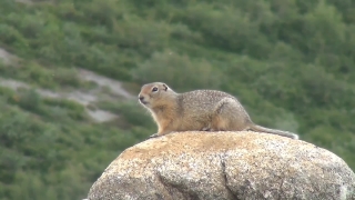 No Copyright Video, No Copyright Stock Footage, No Copyright Stock Video Clip