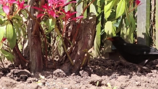 No Copyright Video, No Copyright Stock Footage, No Copyright Stock Video Clip