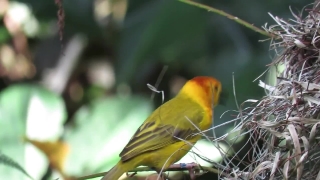 No Copyright Video, No Copyright Stock Footage, No Copyright Stock Video Clip