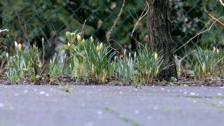 No Copyright Video, No Copyright Stock Footage, No Copyright Stock Video Clip