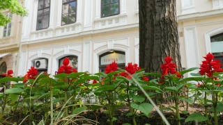 No Copyright Video, No Copyright Stock Footage, No Copyright Stock Video Clip