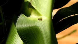 No Copyright Video, No Copyright Stock Footage, No Copyright Stock Video Clip