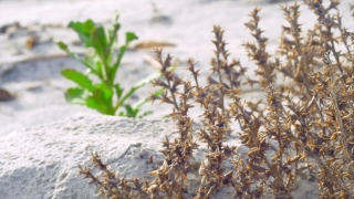 No Copyright Video, No Copyright Stock Footage, No Copyright Stock Video Clip