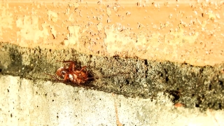 No Copyright Video, No Copyright Stock Footage, No Copyright Stock Video Clip