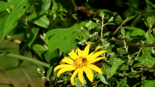 No Copyright Video, No Copyright Stock Footage, No Copyright Stock Video Clip