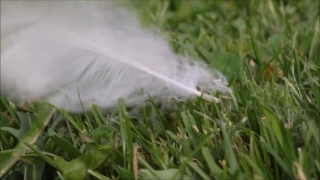 No Copyright Video, No Copyright Stock Footage, No Copyright Stock Video Clip