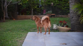 No Copyright Video, No Copyright Stock Footage, No Copyright Stock Video Clip