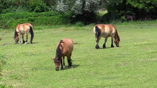 No Copyright Video, No Copyright Stock Footage, No Copyright Stock Video Clip