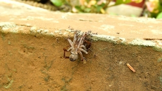 No Copyright Video, No Copyright Stock Footage, No Copyright Stock Video Clip