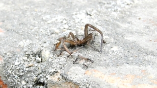 No Copyright Video, No Copyright Stock Footage, No Copyright Stock Video Clip