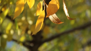 No Copyright Video, No Copyright Stock Footage, No Copyright Stock Video Clip