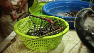 No Copyright Video, No Copyright Stock Footage, No Copyright Stock Video Clip