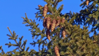 No Copyright Video, No Copyright Stock Footage, No Copyright Stock Video Clip