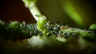 No Copyright Video, No Copyright Stock Footage, No Copyright Stock Video Clip