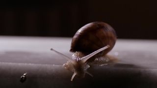 No Copyright Video, No Copyright Stock Footage, No Copyright Stock Video Clip