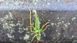 No Copyright Video, No Copyright Stock Footage, No Copyright Stock Video Clip