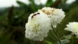 No Copyright Video, No Copyright Stock Footage, No Copyright Stock Video Clip