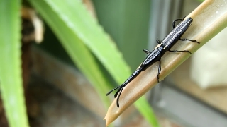 No Copyright Video, No Copyright Stock Footage, No Copyright Stock Video Clip