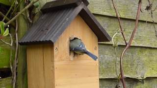 No Copyright Video, No Copyright Stock Footage, No Copyright Stock Video Clip