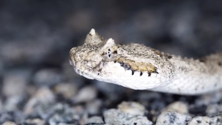 No Copyright Video, No Copyright Stock Footage, No Copyright Stock Video Clip