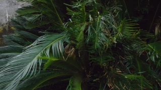 No Copyright Video, No Copyright Stock Footage, No Copyright Stock Video Clip