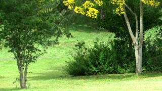 No Copyright Video, No Copyright Stock Footage, No Copyright Stock Video Clip