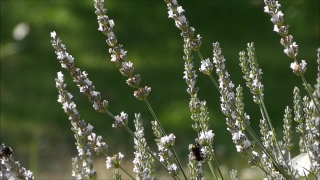 No Copyright Video, No Copyright Stock Footage, No Copyright Stock Video Clip