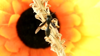 No Copyright Video, No Copyright Stock Footage, No Copyright Stock Video Clip