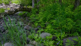 No Copyright Video, No Copyright Stock Footage, No Copyright Stock Video Clip