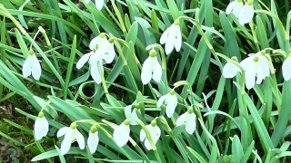 No Copyright Video, No Copyright Stock Footage, No Copyright Stock Video Clip