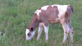 No Copyright Video, No Copyright Stock Footage, No Copyright Stock Video Clip