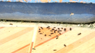 No Copyright Video, No Copyright Stock Footage, No Copyright Stock Video Clip