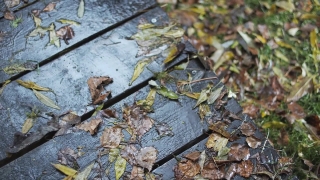 No Copyright Video, No Copyright Stock Footage, No Copyright Stock Video Clip