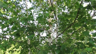 No Copyright Video, No Copyright Stock Footage, No Copyright Stock Video Clip