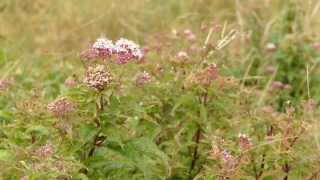 No Copyright Video, No Copyright Stock Footage, No Copyright Stock Video Clip