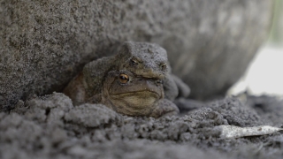 No Copyright Video, No Copyright Stock Footage, No Copyright Stock Video Clip